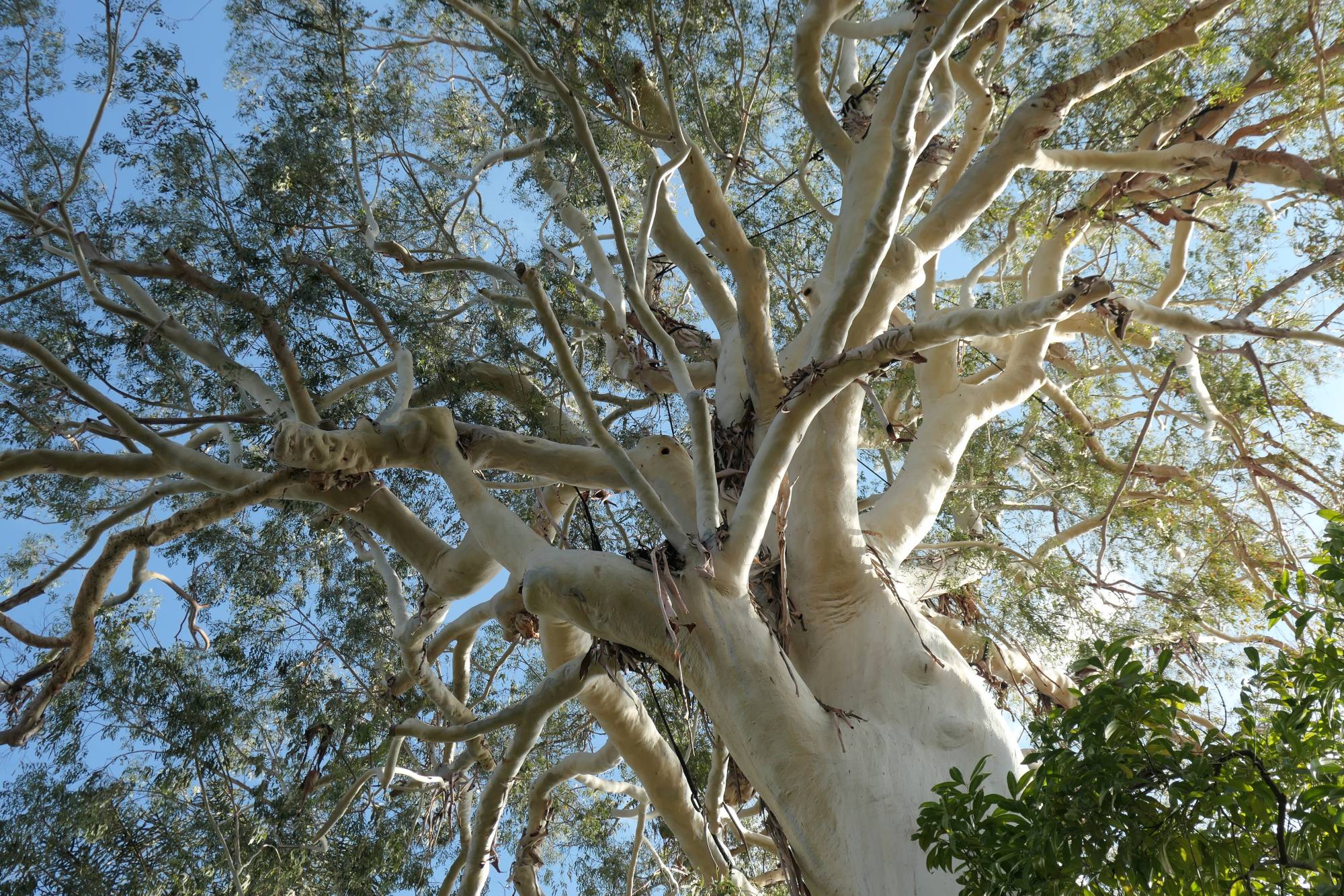 Eucalyptus dorrigoensis ©Rose-marie Bugeaud.JPG