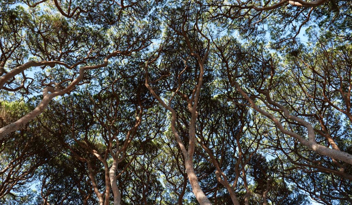 Pinus pinea ©Rose-marie Bugeaud.JPG