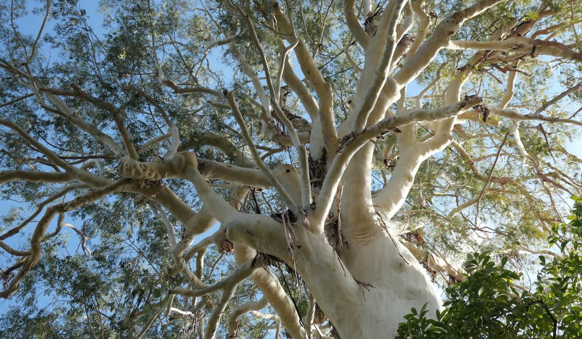 Eucalyptus dorrigoensis ©Rose-marie Bugeaud.JPG
