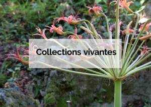 collections vivantes